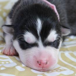 Fanta - Pink - Black and white female Alaskan Malamute puppy in Independence, Virginia from New River Valley Malamutes