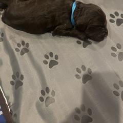 Blue - Brown male Boykin Spaniel puppy in Victoria, Minnesota from Northern Flight Boykins