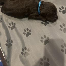 Blue - Brown male Boykin Spaniel puppy in Victoria, Minnesota from Northern Flight Boykins