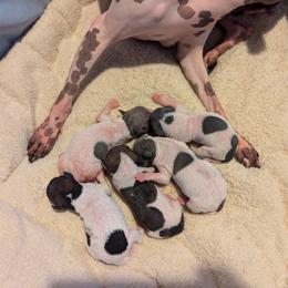 American Hairless Terrier Puppies from Bare Valley