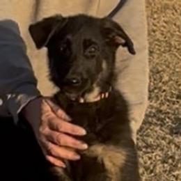 Pink Collar - Black and red female German Shepherd puppy in Canute, Oklahoma from George Creek Kennel
