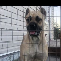 Letty - Cane Corso
