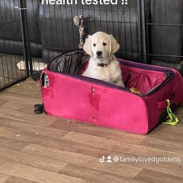 Golden Retriever Puppies from Family Loved Golden Retrievers