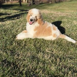 Pearl - Parti female Poodle puppy in Bellville, Ohio from Cedar Ridge Standard Poodles