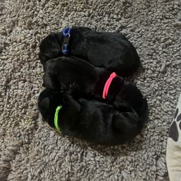 Golden Retriever and Labrador Retriever Puppies from The Golden Leash Kennels