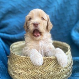 Australian Labradoodle Puppies from Salona- Australian Labradoodles of North America