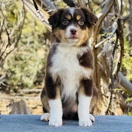 Red tri female - Red tri-color female Miniature American Shepherd puppy in New Mexico from Von Südwest German Shepherds and Mosaic Mini American Shepherds