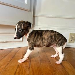 Jeanette - Red brindle female Whippet puppy in Clinton, Tennessee from Ivanhoe Borzoi