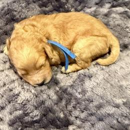 Boy 2 - Apricot male Cavapoo puppy in Nampa,, Idaho from Clig Doodle Days