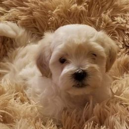Maltipoo and Poodle Puppies from Kack's Poos