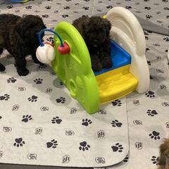 Bouvier des Flandres Puppies from Julie Smith