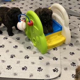 Bouvier des Flandres Puppies from Julie Smith