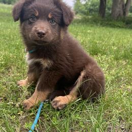 Girl 1 - Red tri-color female Australian Shepherd puppy in Hillsboro, Illinois from Perfect Paws Puppies