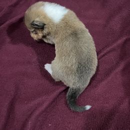 Girl 3 - Sable and white Collie puppy in Bad Axe, Michigan from Collie Campo
