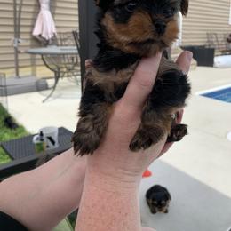 Yorkshire Terrier Puppies from Missy Lu Lap Puppies