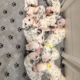 6th pick male - White and black male Dalmatian puppy in Arlington, Texas from Glasscock Dalmatians