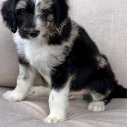 Tom Ford - Blue merle male Aussiedoodle puppy in Decatur, Illinois from Signature Doodles