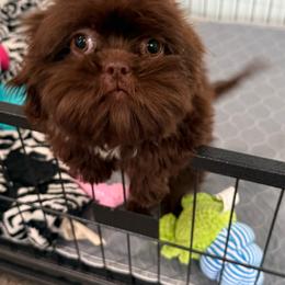 Grace - Chocolate female Shih Tzu puppy in Stafford, Virginia from Bayview Pups