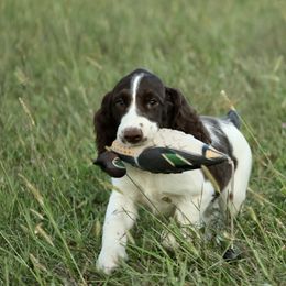 Boy 1 - Liver and white male English Springer Spaniel puppy in Tebbetts, Missouri from Rustic Sporting Dogs