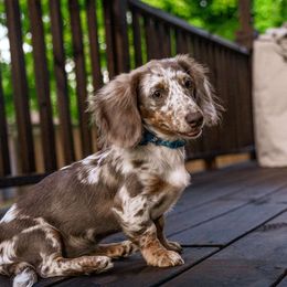 Chabbel - Dachshund