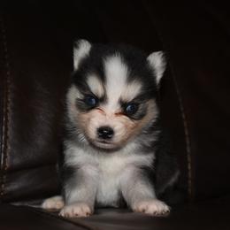 Badger - Black and white male Pomsky puppy in Coos Bay, Oregon from Ocean View Pomskies