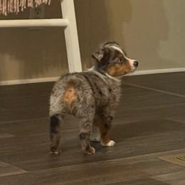 Maci - Blue merle female Toy Australian Shepherd puppy in Ambrose, Georgia from Brandilyn's Aussies