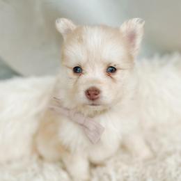 Senna - Lavender female Pomsky puppy in Cleveland, Ohio from Lake Point Pomskies