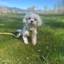 Bailey - White female Maltipoo puppy in Bellingham, Washington from My Sweet Poodles and Doodles