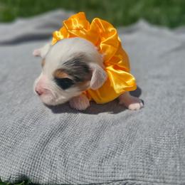 Skye - Merle female Cavapoo puppy in Decatur, Illinois from Petite Pups