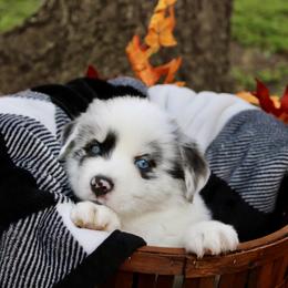 Australian Shepherd and Miniature Schnauzer Puppies from RM Aussies and Miniature Schnauzers