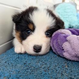Haven - Black tri-color female Australian Shepherd puppy in Kearney, Nebraska from Helix Aussies