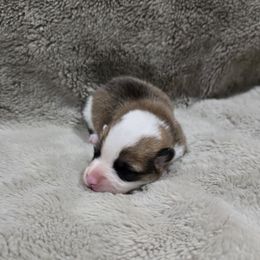 Grey Collar Female - Red female Pembroke Welsh Corgi puppy in Tenino, Washington from LoneStar Corgis NW