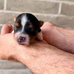 Forest (boy2) - Black tan and white male Biewer Terrier puppy in Las Cruces, New Mexico from De La Rosa Biewers