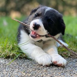 Border Collie Puppies from Cascade Sun Kennels