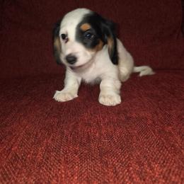 Darla - Piebald female Dachshund puppy in Tucson, Arizona from Crowned Doxies
