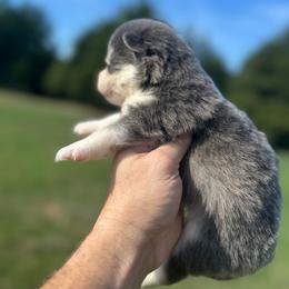 Daphne - Blue female Pomsky puppy in Gunter, Texas from The Painted Pomsky