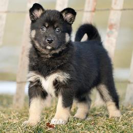 Yellow Girl - Suvi - Black and tan female Lapponian Herder puppy in Prattsburgh, New York from Maalattu Koirankoppi Lapponian Herders