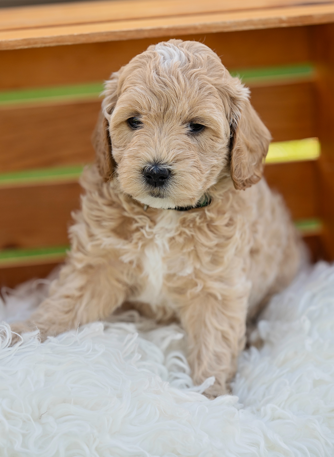 Goldendoodle Puppies from SS Goldendoodles