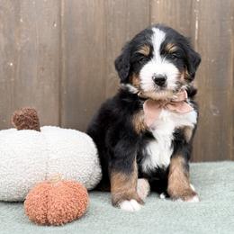JJ - Tri-color male Bernedoodle puppy in Bellville, Ohio from Bernedoodle Buddies