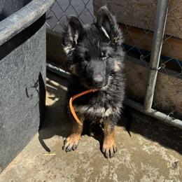 German Shepherd Puppies from Brooks High Quality Breeders