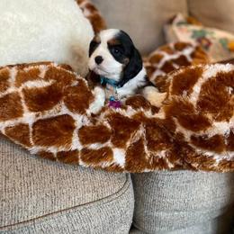 Cavalier King Charles Spaniel Puppies from SHANNON'S CAVALIERS