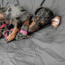 Basset Hound and Dachshund Puppies from Floppy Eared Friends Miniature Dachshund and  Bassett Hounds