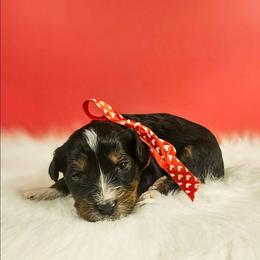 Olaf - Tri-color male Bernedoodle puppy in Russell Springs, Kentucky from 270 Doodles