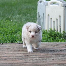 Australian Shepherd Puppies from Starlit Grove Australian Shepherds