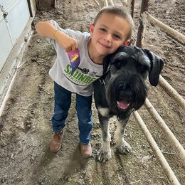 Giant Schnauzer Puppies from House of Roth Giant Schnauzers