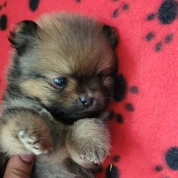Pomeranian Puppies from JC Pomz