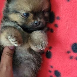Pomeranian Puppies from JC Pomz