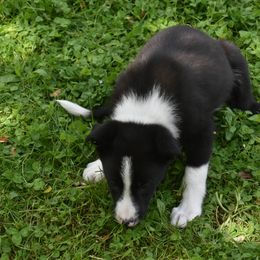 Border Collie Puppies from Porter’s Borders