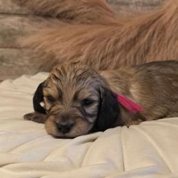 Girl 1 - Cream female Dachshund puppy in Romney, Indiana from Brown's Valley Dachshunds