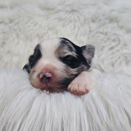Earl Grey - Blue merle male Australian Shepherd puppy in California from Skiba Aussies